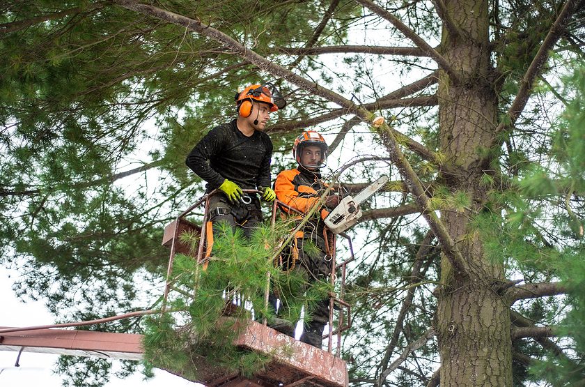 How Clients Can Cross-Reference an Arborist in Sydney