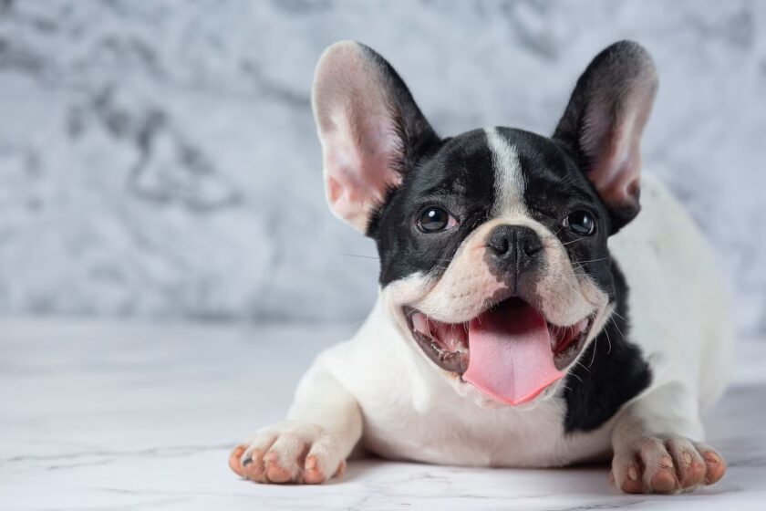 How Families Seek Out French Bulldogs for Sale Near Me
