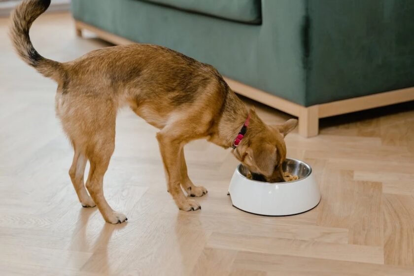 Beyond Kibble: 7 Delicious Dog Food Topper Ideas to Turn Mealtime into Magic