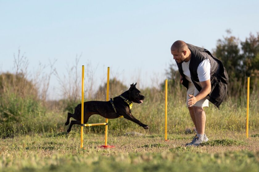 The Art of Premium Dog Coaching: A Path to Harmony and Understanding